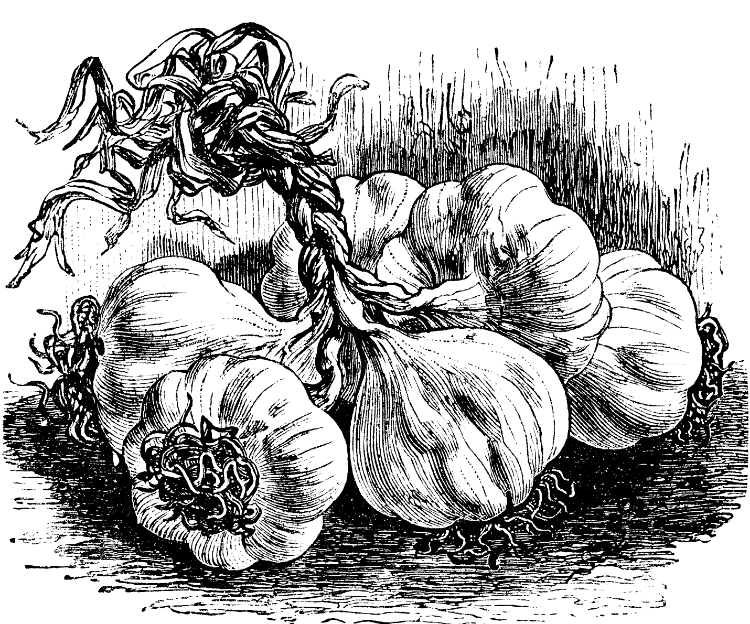 An engraving of a braid of white garlic heads.