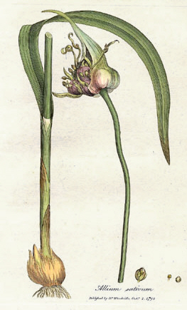 Hand-coloured engraving of Allium sativum showing the whole plant, the coiled scape and the bulb, from William Woodville's Medical Botany, 1793.